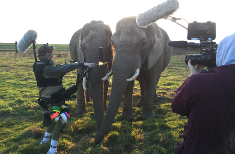 Filming team with elephants