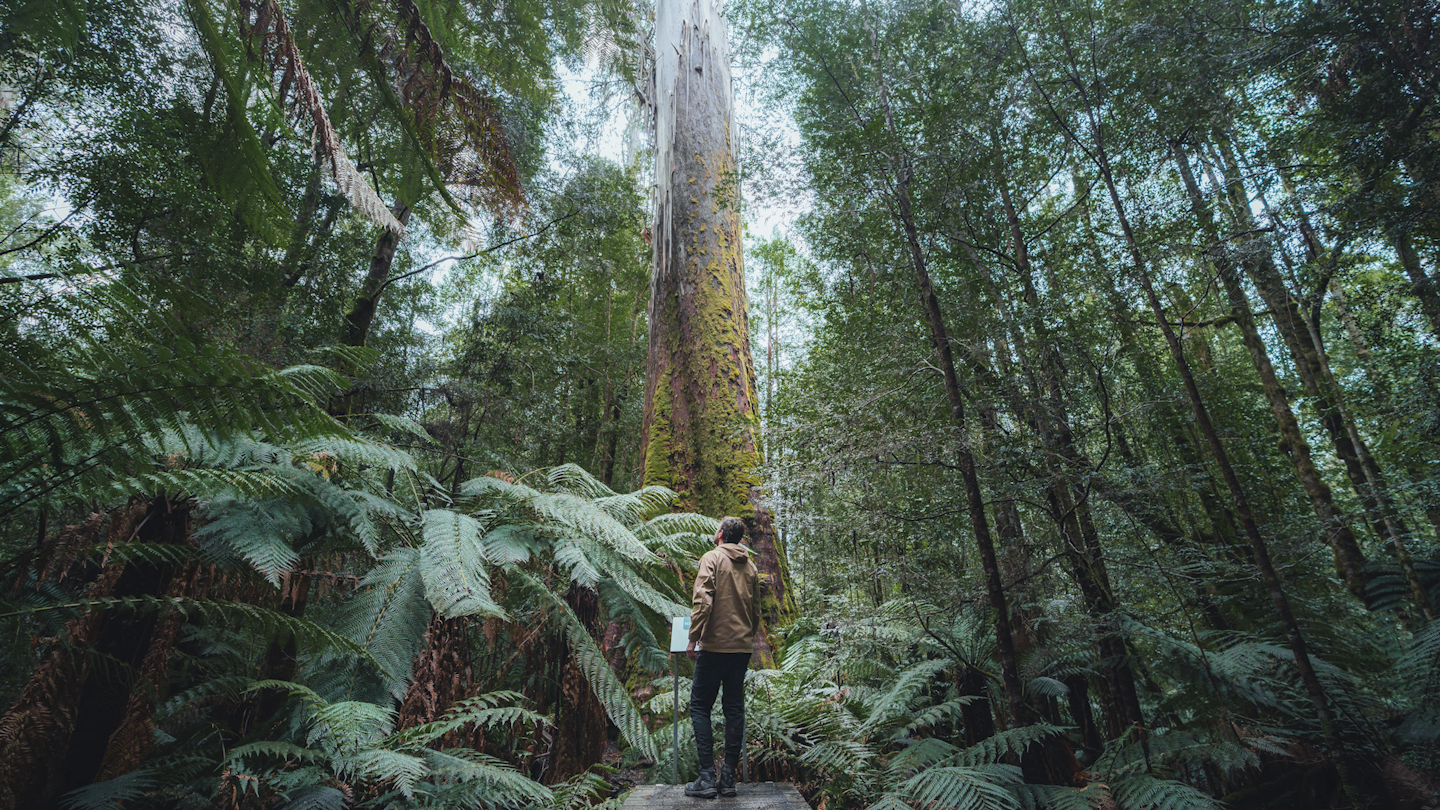 Man in rainforest
